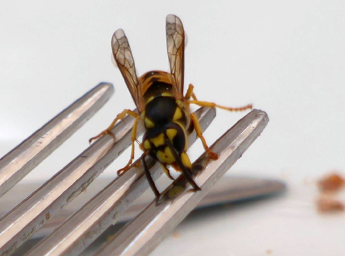 Wespen, Hornissen, Hummeln und Bienen schützen
